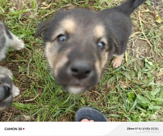 Продаю щенков