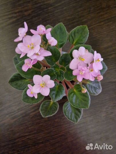 Детки сортовых фиалок (мини, трейлеры)