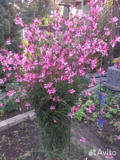 Многолетние растения