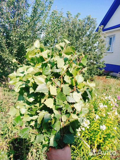 Березовые веники для бани