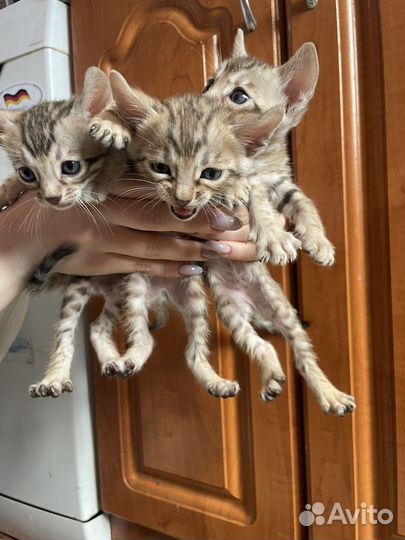 Бенгальская кошка