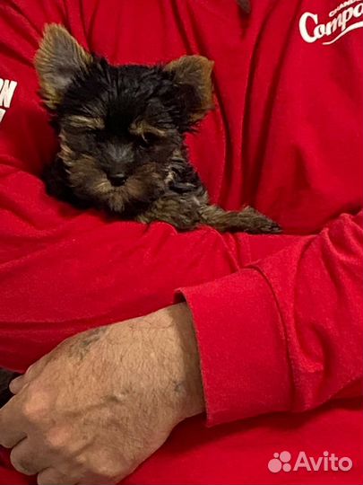 Щенки Мини Йоркширский терьер