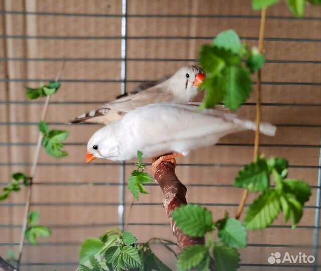 Амадина зебровая