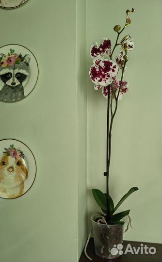 Орхидея фаленопсис биглип