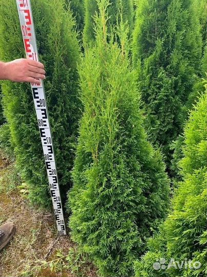 Туя Смарагд