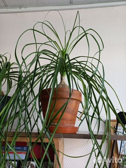 Растение Нолина Бокарнея