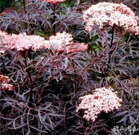 Бузина блэк лэйс