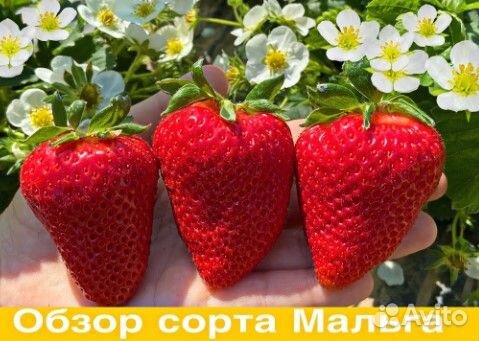 Рассада клубники(виктория) европа рем свежая