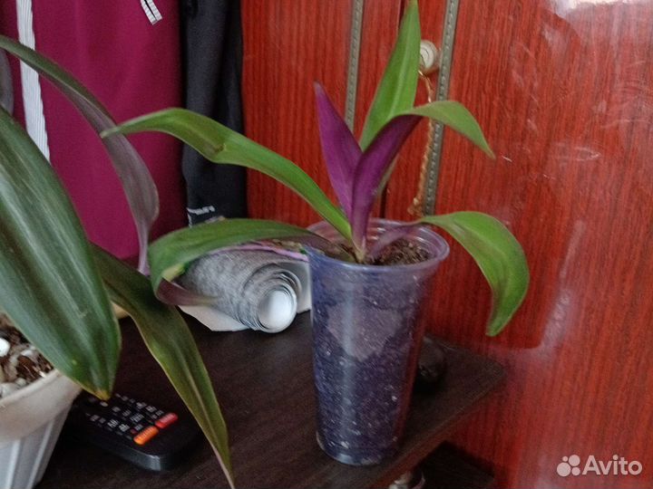 Традесканция рео,ладья Моисея, бегония крапчатая