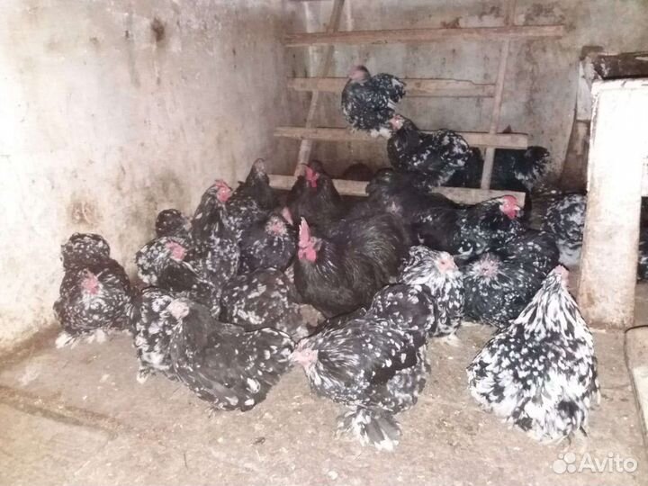 Куры и петухи