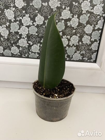 Фикус эластика