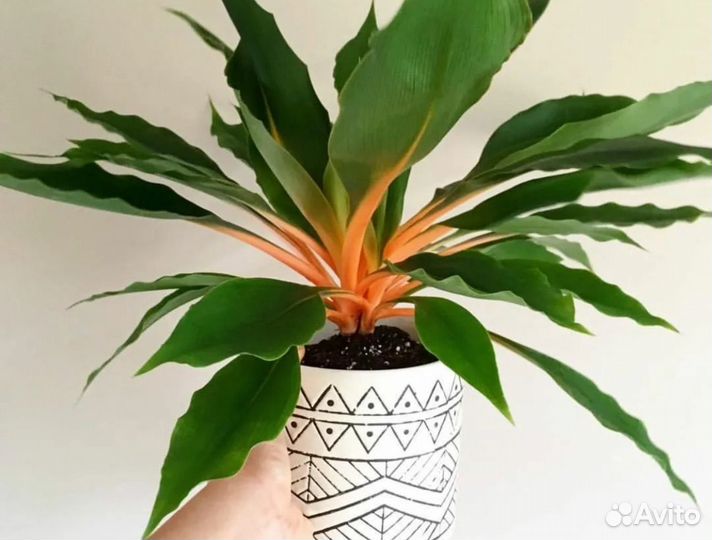 Хлорофитум оранж