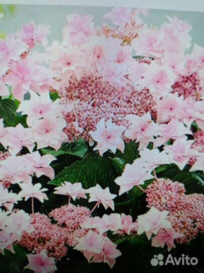 Саженцы гортензий