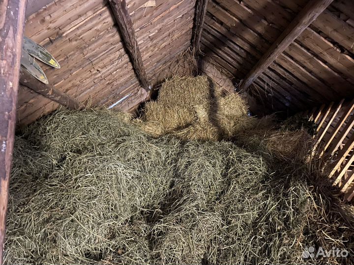 Продам сено