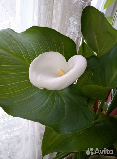 Калла Эфиопская