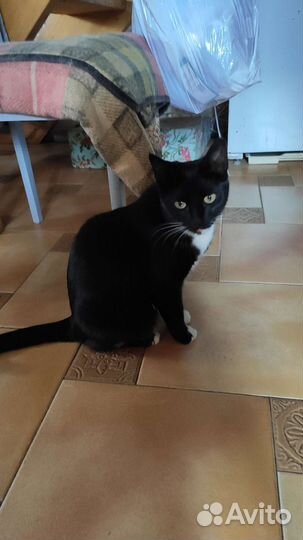 Кошечка Барбара, 9 мес, в дар
