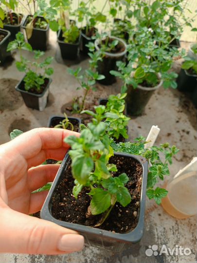 Мята сортовая