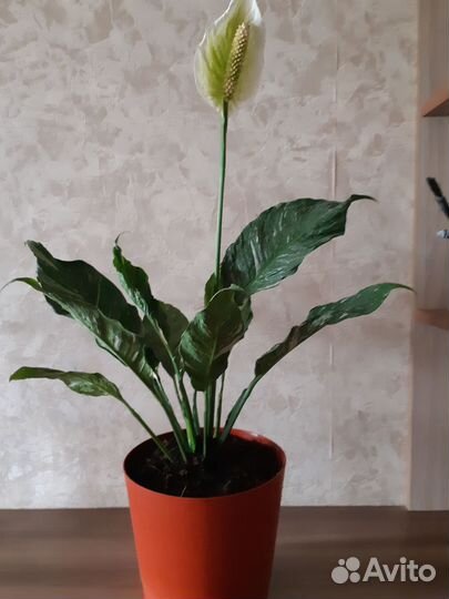 Спатифиллум
