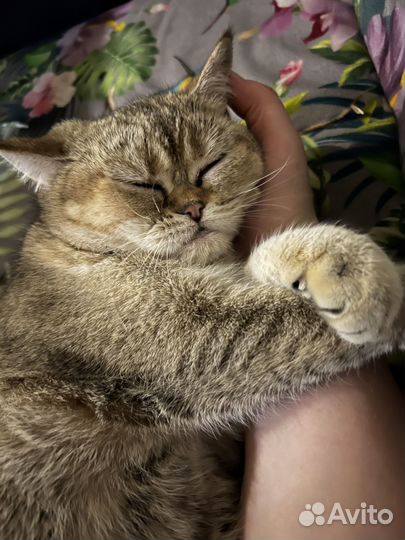 Кошка В добрые руки