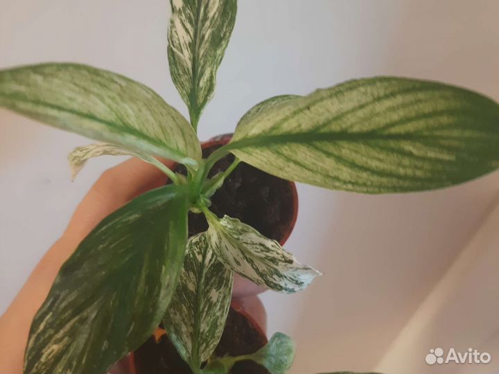 Спатифиллум канифоль