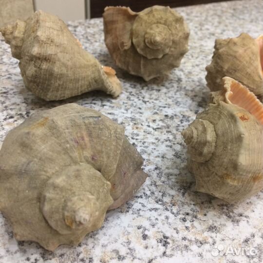 Морские ракушки (рапаны)