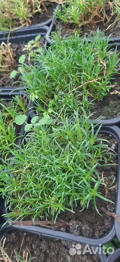 Арабис. Гипсофила. Армерия. Астра вересковая