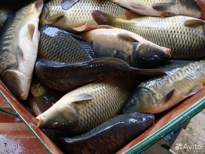 Живая рыба карп