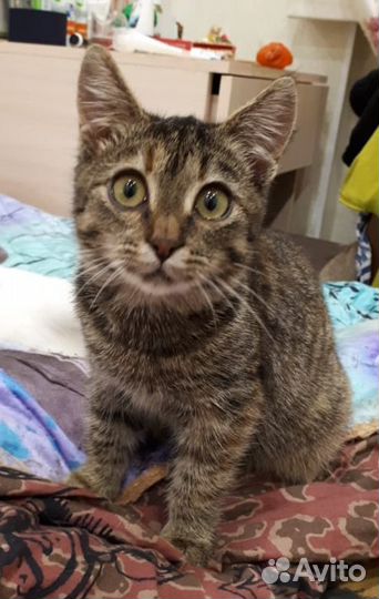 Молодая киса девочка