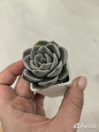 Суккуленты