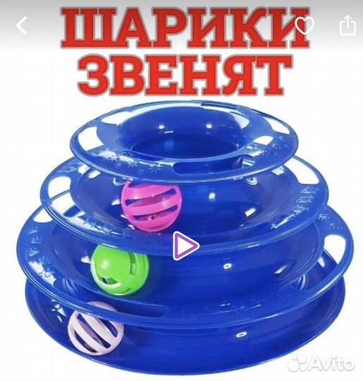 Канадский сфинкс котенок девочка