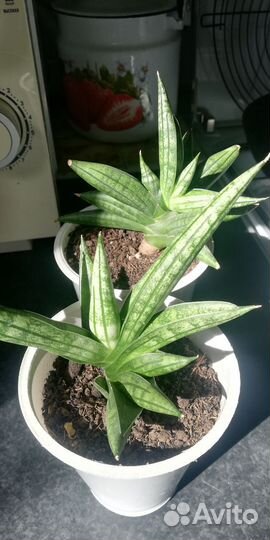 Сансевьерия сортовая