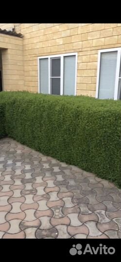 Кусты самшита