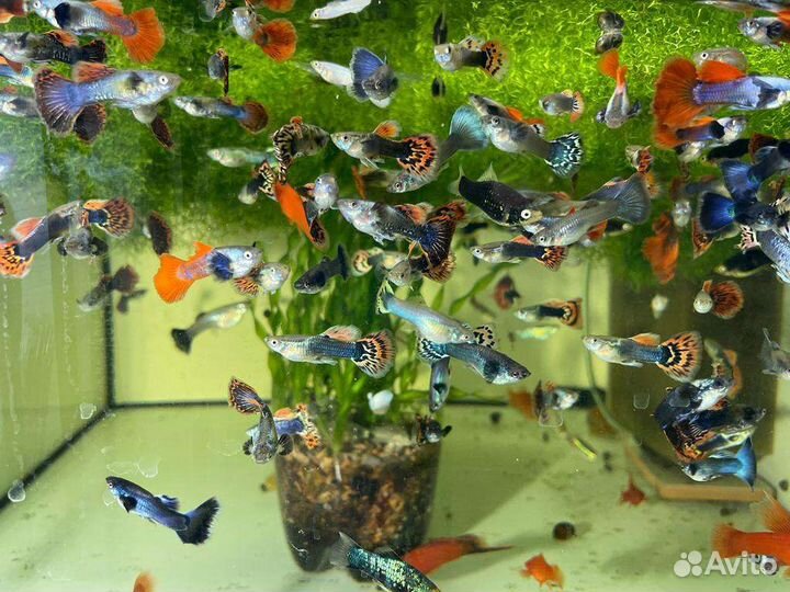 Гуппи, Меченосцы, Анциструсы