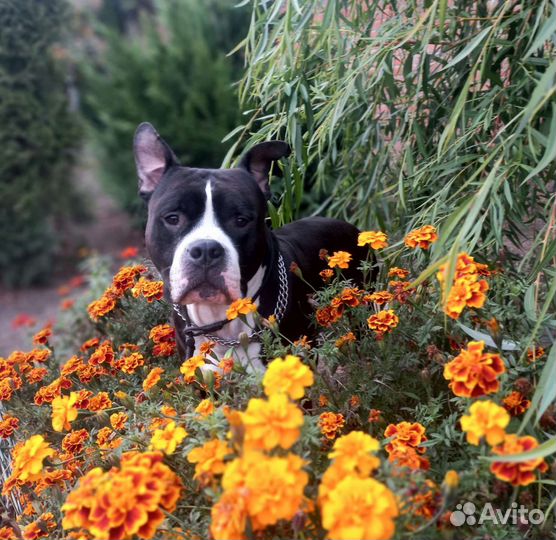 Отель для собак, дрессировка, догспорт