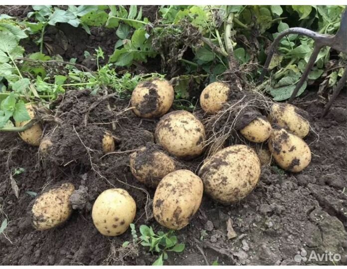 Продам картофель