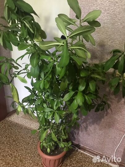 Молочай и хлорофитум полосатый