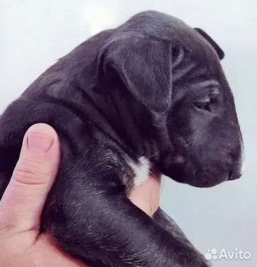 Щенки стандартного бультерьера чёрные