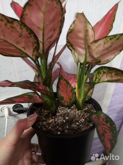 Аглаонема chery