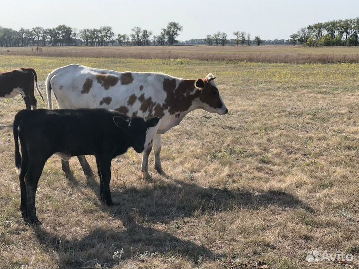 Телки стельные