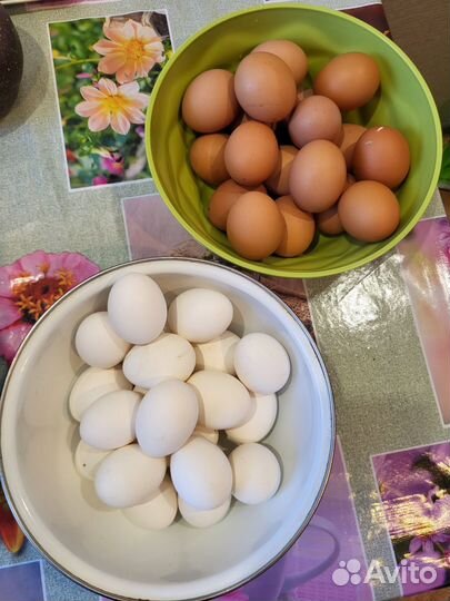 Домашние куриные яйца