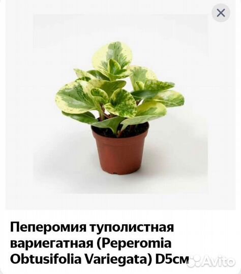 Пеперомия туполистная