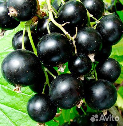 Черная, Белая смородина. Крыжовник без Шипов