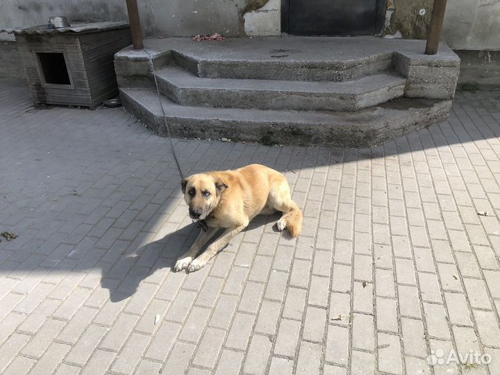 Собака в добрые руки отдам бесплатно