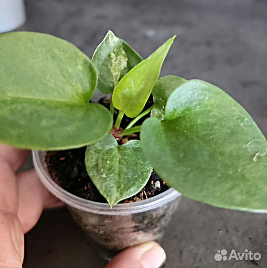 Антуриум вариегатный