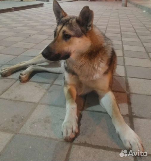 Собака в добрые руки отдам бесплатно