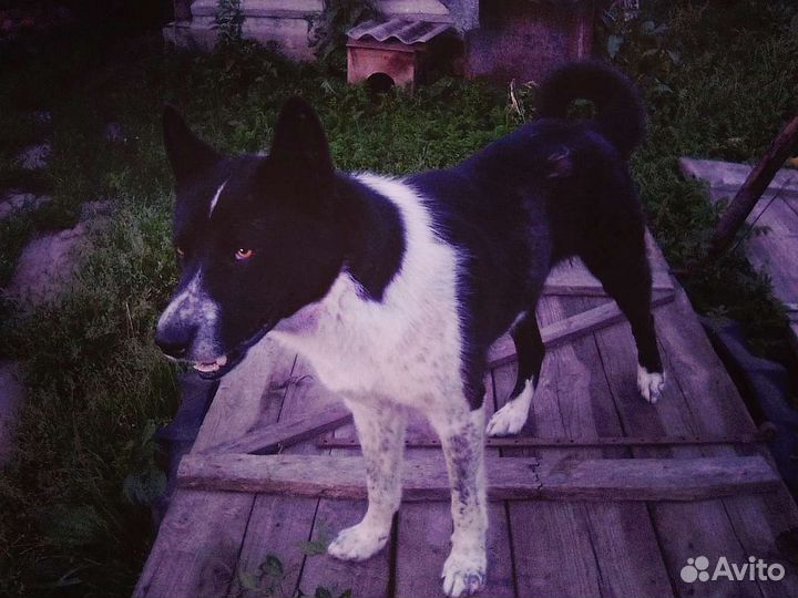 Русско европейская лайка