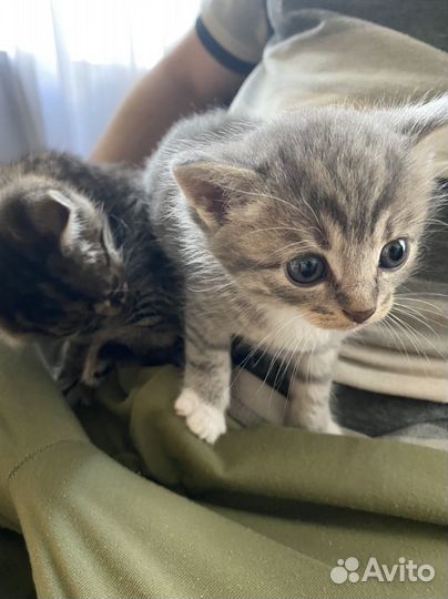 Котята дворянской породы