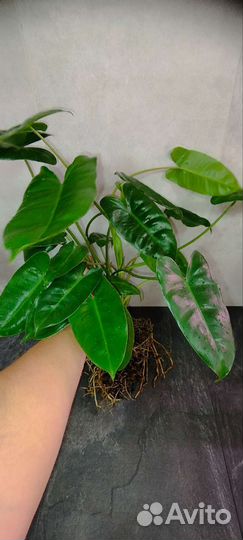 Бурле Маркс филодендрон