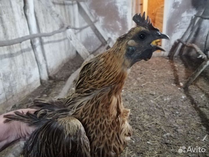 Лакенданзи семья