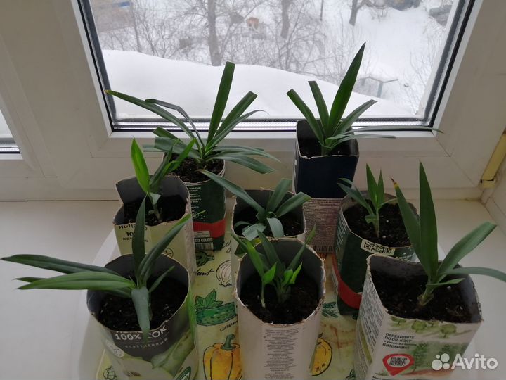Комнатные растения, цветы